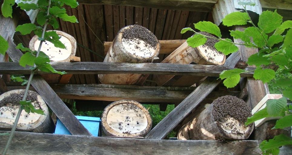 Artvin Borçka Kafkas Arıcılık