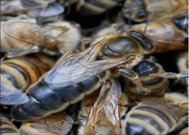 Kovanın Mutlak Hakimi: Ana Arının Gizemli Dünyası ve Biyolojisi