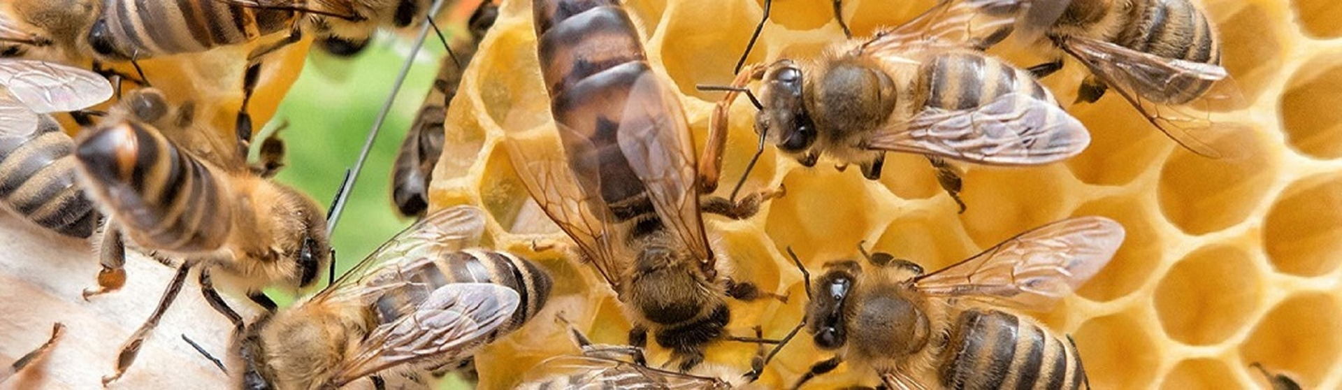 Ocak Şubat Mart Ayında Kafkas Arılarına Bakım